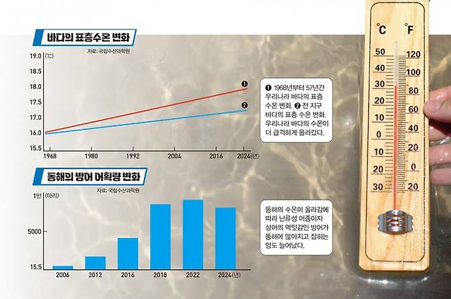 바다의 표층 수온의 변화와 동해의 방어 어획량 변화. 국립수산과학원 제공