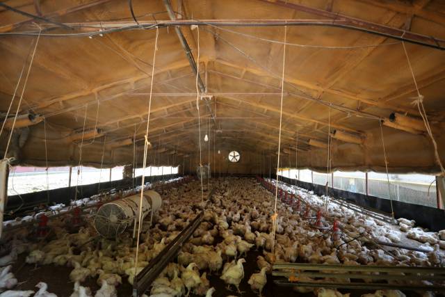 폭염이 이어지는 가운데 9일 낮 충북 제천시 수산면의 한 육계농장에 닭들이 사육되고 있는 모습. 연합뉴스