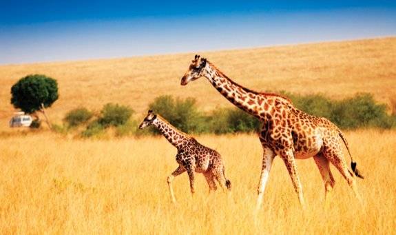 케냐의 ‘마사이마라 국립보호구역’. GETTYIMAGES