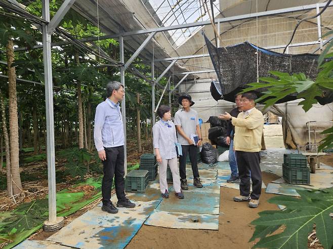 7월 18일 농촌진흥청 권철희 농촌지원국장이 전남 곡성 시설원예 파파야 하우스에서 호우피해를 점검하고 있다. 사진=농진청 제공.
