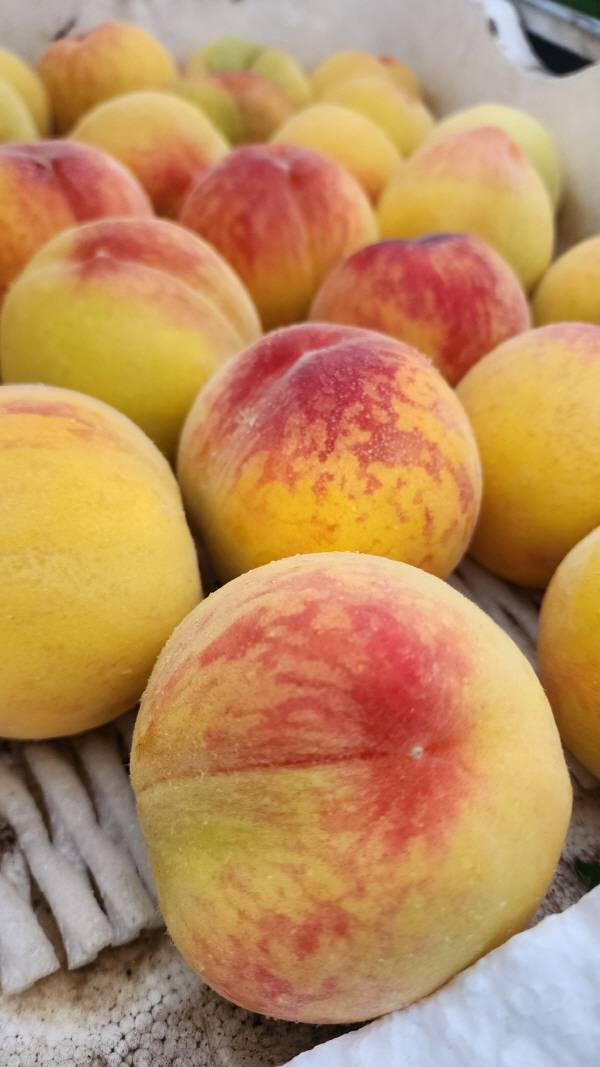 노란빛과 붉은빛이 선명하게 어우러진 단황도 복숭아가 상자 안에 모여 있어, 의성 복숭아 특유의 풍부한 색감과 신선함을 보여준다. 무릉도원영농조합법인