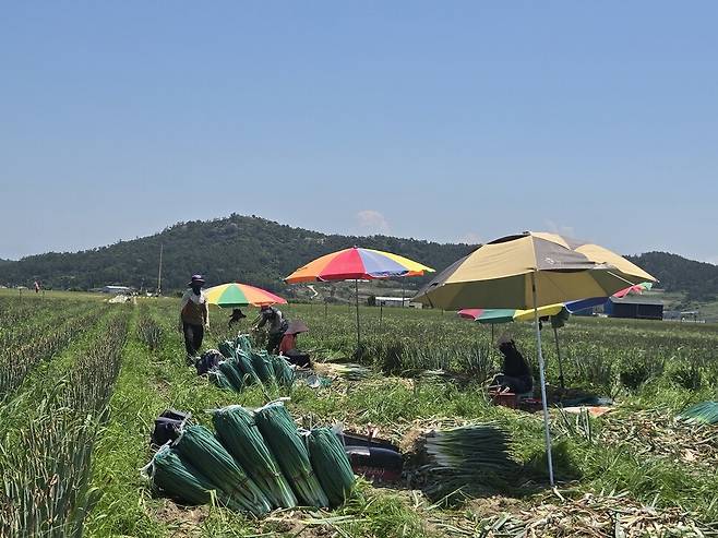 2025년 7월14일 오전 전남 신안군 임자도의 대파밭에서 이주노동자들이 출하를 위해 대파 수확·손질 작업을 하고 있다. 김양진 기자