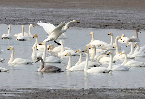 지난 1월 부산 사하구 낙동강하구 을숙도 철새도래지에서 겨울철새인 큰고니와 청둥오리 등이 먹이활동을 하고 있다. 송봉근 기자.