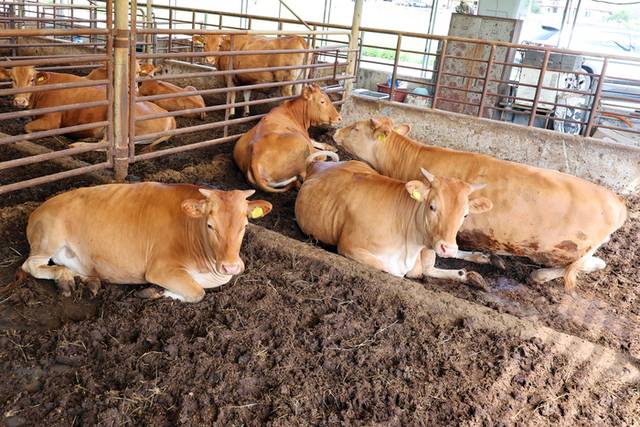 ▲ 20일 오전 전남 나주시 한 한우 축사에서 물에 젖은 소들이 주저 앉아있다. 나주에는 지난 17일부터 사흘 동안 410㎜의 폭우가 쏟아져 곳곳이 침수됐다. 연합뉴스