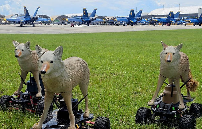 미군 비행장 주변에서 시험 운영 중인 코요테 모형. 미 육군 제공
