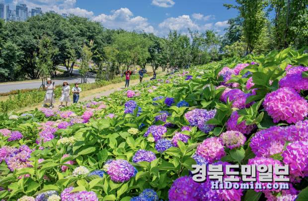 시민들이 다채롭게 피어난 수국 사이를 거닐며 여름 정취를 만끽하고 있다. 사진=구미시 제공