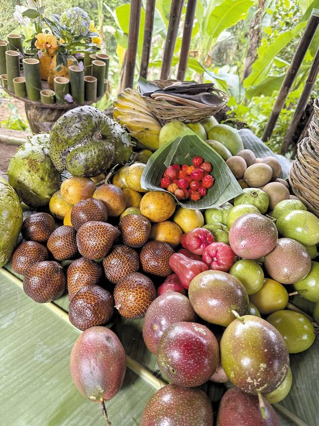 포리징 프로그램을 통해 직접 수확한 열대 과일들. /김지호 기자