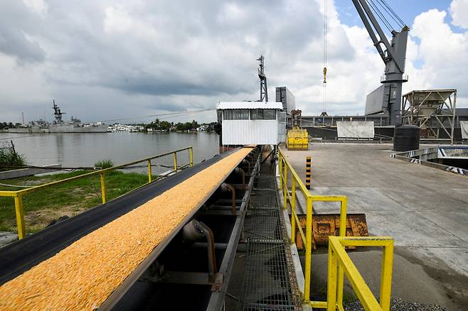 노란 옥수수를 하역하는 컨베이어 벨트. /연합뉴스