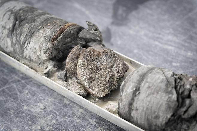 미국 콜로라도주 덴버 자연과학발물관 지하 주차장 바닥 아래에서 발견된 공룡 화석. 에이피(AP) 통신