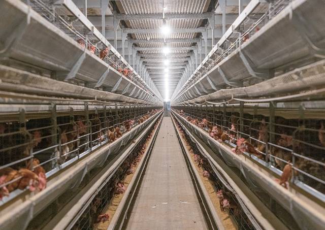 제1농장 계사. 최적의 온습도 관리와 함께 클래식 음악을 틀어 닭의 스트레스를 감소시킨다.