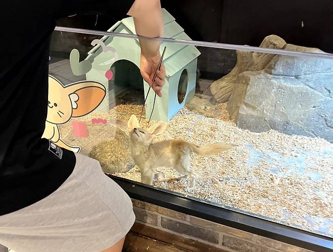 한 관람객이 사막여우에게 집게를 이용해 먹이를 주고 있다. 환경부 매뉴얼에 따르면 급여량·장소·시간에 제한이 없는 먹이주기 체험은 지양해야 하는 행위로 명시돼 있다(어웨어 제공). ⓒ 뉴스1
