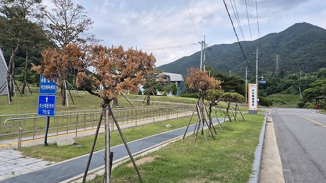 충북도청 울타리 향나무가 충북안전체험관으로 이식된 뒤 고사해가고 있다. 오윤주 기자