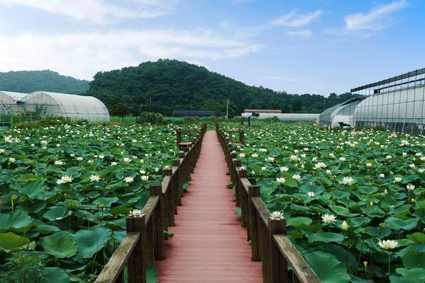양주 장흥유원지에서 팜스테이를 할 수 있는 천생연분마을에서 재배되는 연꽃. /양주시 제공