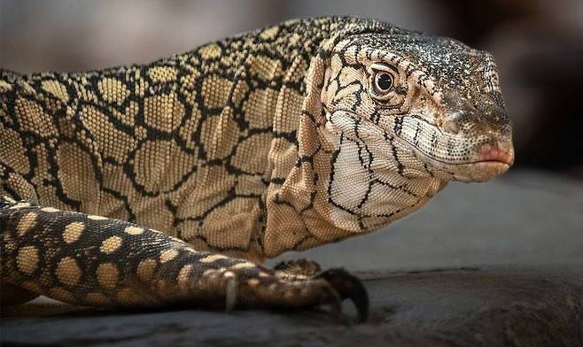 오세아니아에 사는 대형 왕도마뱀인 페렌티에./Los Angeles Zoo and Botanical Gardens