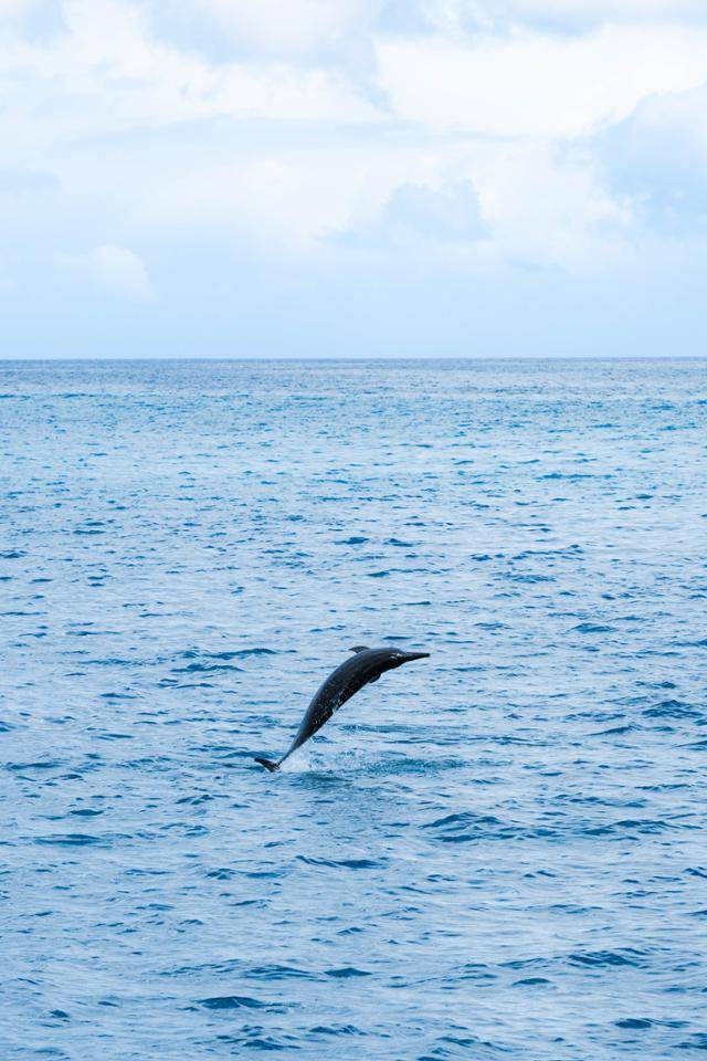 미국 하와이주 오아후 인근 해역에서 '스피너 돌핀(긴부리돌고래)'이 수면 위로 힘차게 뛰어오르고 있다.