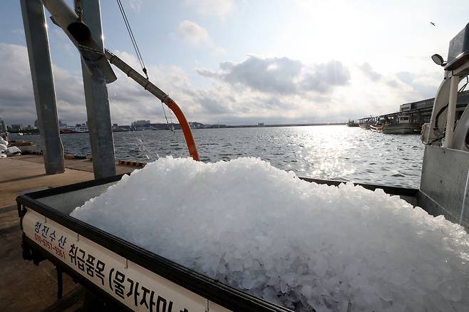24일 포항수협 송도 제빙공장에서 수산업 관련 차량이 얼음을 받고 있다. /이용선기자 photokid@kbmaeil.com
