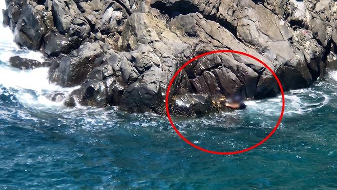 해안가 절벽에서 추락해 바위를 잡고 구조를 기다리고 있는 70대 남성 (제주소방안전본부 제공)