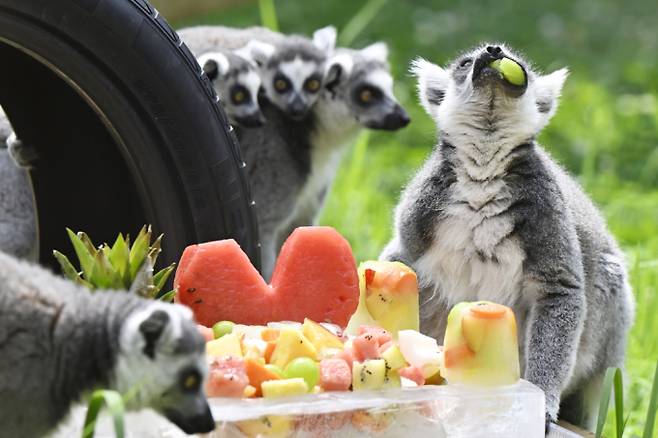 "꿀맛이 따로 없네". 2일 광주 북구 우치공원 동물원에서 알락꼬리여우원숭이가 얼린 과일을 먹으며 더위를 식히고 있다. /사진=뉴시스
