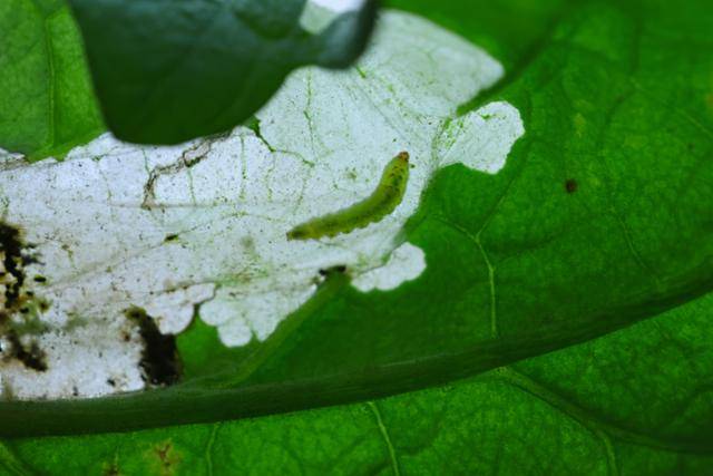 토마토뿔나방 유충. 농촌진흥청 제공
