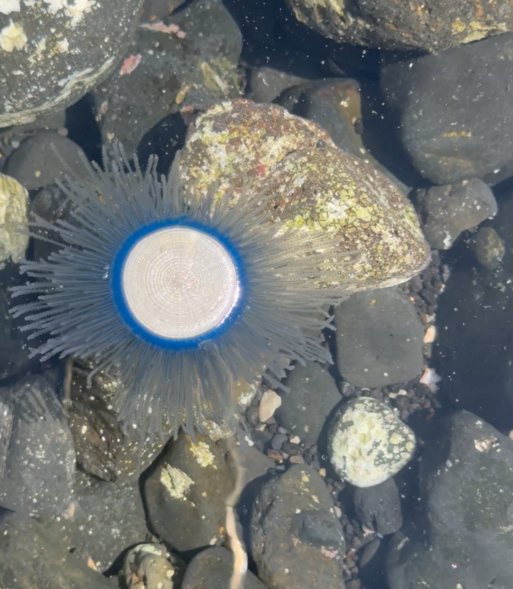 지난 22일 서귀포시 안덕면 사계해안에서 발견된 푸른우산관해파리 (제주지니 / @jeju_jinxxy74 제공)