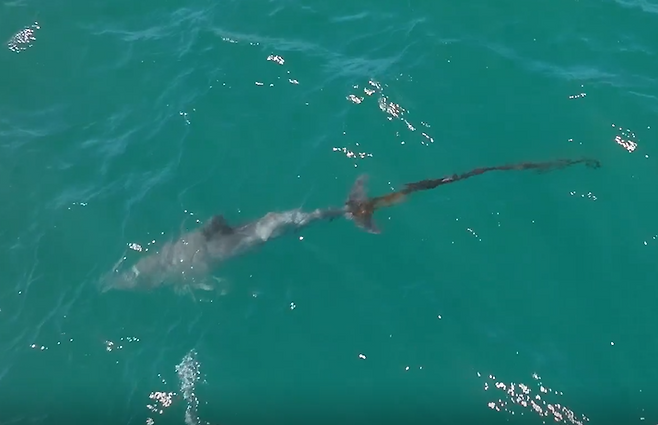 어제(26일) 제주시 구좌읍 종달리에서 발견된 폐어구에 걸린 성체 돌고래 행운이(촬영=오승목 다큐제주 감독)