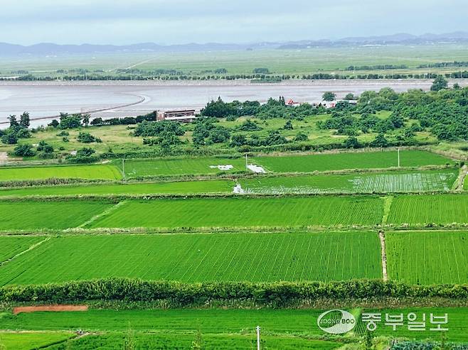 28일 화성 명품쌀 브랜드 '수향미'가 재배중인 화성시 우정읍 매향리 인근 논 전경. 김이래 기자