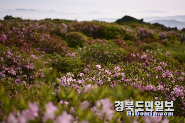 소백산 능선을 따라 흐드러지게 핀 철쭉 군락. 매년 5~6월이면 연분홍빛 철쭉이 산자락을 물들이며 장관을 이루고, 탁 트인 풍경과 어우러져 등산객들의 발길을 사로잡는다.