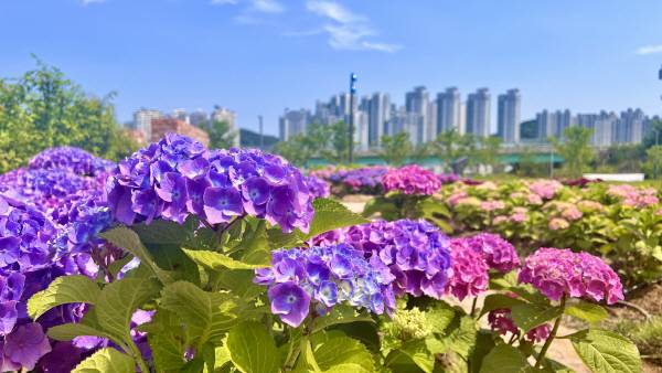 구미다온숲 수국