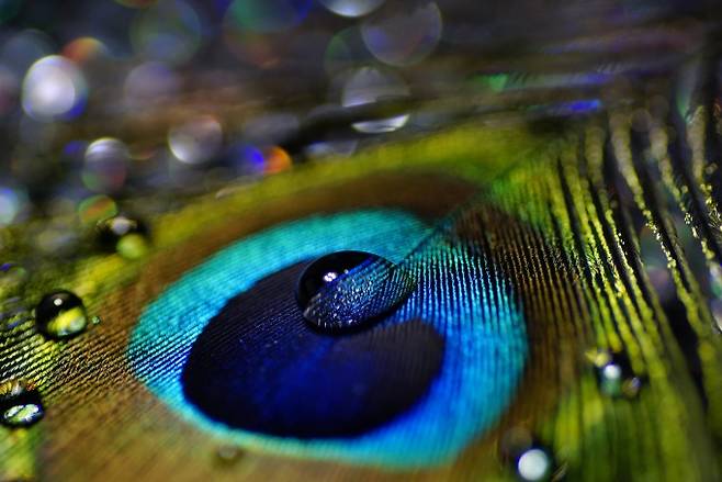 공작 꼬리 깃털에서 마치 눈처럼 보이는 부위인 눈점(eyespot)을 확대한 모습. 게티이미지뱅크 제공