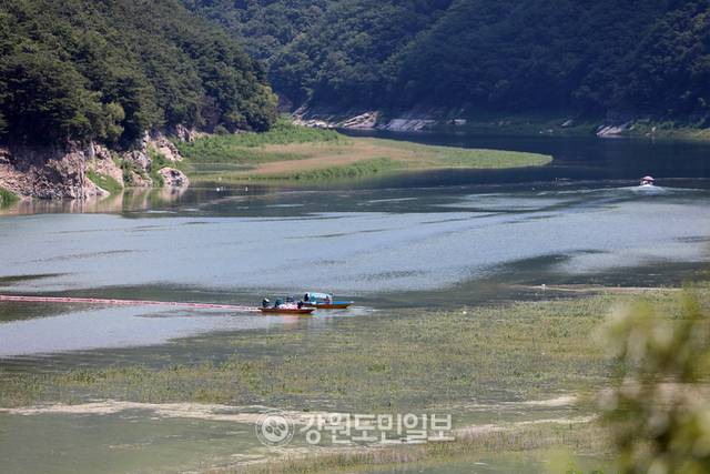 ▲ 연일 최강 폭염이 이어지면서 한강 최상류인 인제군 소양호 일원에 녹조가 발생해 확산 방지에 비상이 걸린 가운데 29일 K-WATER 소양강댐지사 관계자들이 인제대교 인근 소양호에서 녹조제거작업을 벌이고 있다. 이동명 기자