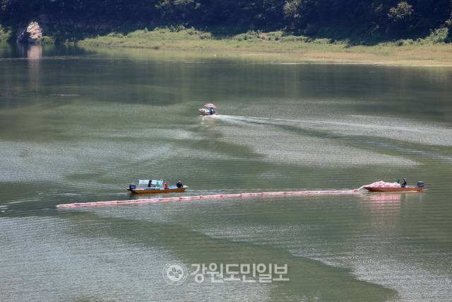 ▲ 연일 최강 폭염이 이어지면서 한강 최상류인 인제군 소양호 일원에 녹조가 발생해 확산 방지에 비상이 걸린 가운데 29일 K-WATER 소양강댐지사 관계자들이 인제대교 인근 소양호에서 녹조제거작업을 벌이고 있다. 이동명 기자
