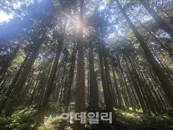 전남 화순의 무등산편백자연휴양림 내 편백숲 전경. (사진=박진환 기자)