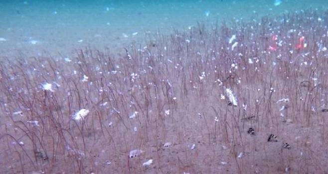 북서 태평양 해구 9000m 심해에서 지금까지 알려지지 않았던 새로운 생태계가 발견됐다. 사진은 쿠릴-캄차카 해구 내 차가운 해수가 스며 나오는 ‘냉용수 지대’에서 발견된 다모류 생물들. 중국과학원 제공