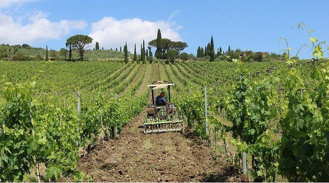 판티 포도밭. 홈페이지