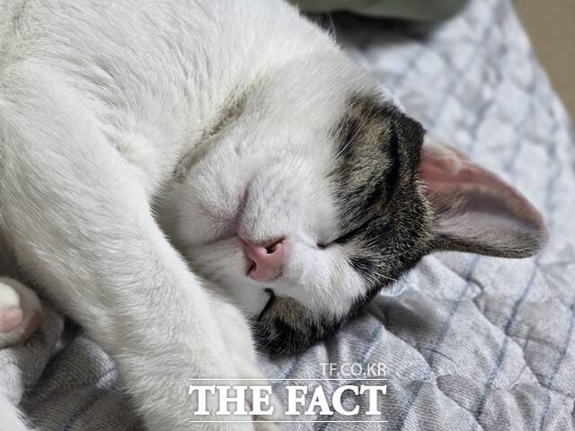 서울 영등포구에서 반려묘 '솜이'(18개월 추정)와 함께 거주하는 김희진(26) 씨는 "원래는 매년 여름 휴가를 갔는데, 솜이가 온 첫 해인 올해는 여름휴가를 가지 않고 집에서 보내기로 했다"고 말했다. 사진은 김 씨가 촬영한 반려묘 솜이. /독자제공