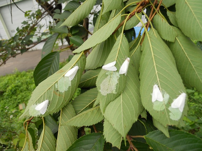 미국흰불나방. 국립산림과학원 제공
