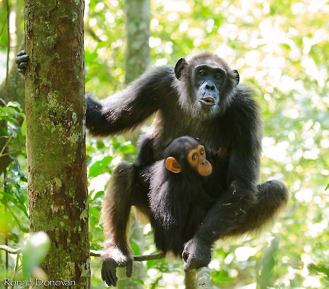 우간다 키발레 국립공원에 있는 침팬지 어미가 새끼를 안고 소리를 내고 있다. 어린 침팬지 어미나 모계 친척에게 의사소통법을 배우는 것으로 나타났다./Ronan Donovan
