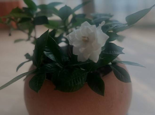 김예령 소셜미디어