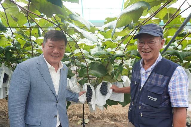 정대환 전북 남원 지리산농협 조합장(왼쪽)과 이규상 지리산흥부골포도작목회장이 수확을 앞둔 캠벨얼리 포도를 선보이고 있다.
