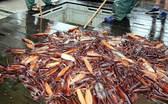 태안 앞바다에서 잡힌 오징어. 뉴스1