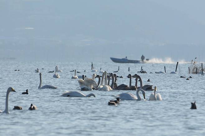 낙동강 하구의 고니떼. 박중록 제공