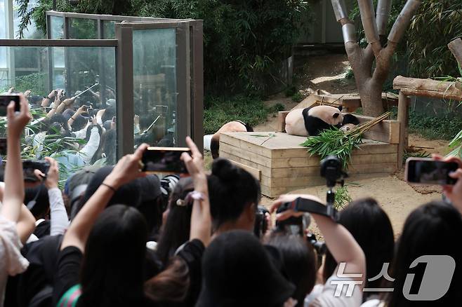 국내 최초 쌍둥이로 태어난 판다 자매 루이바오, 후이바오가 엄마와 함께 있는 모습이 일반에 마지막으로 공개된 12일 경기 용인시 처인구 에버랜드 판다월드에서 관람객들이 판다 가족을 보고 있다. 2025.8.12/뉴스1 ⓒ News1 김영운 기자