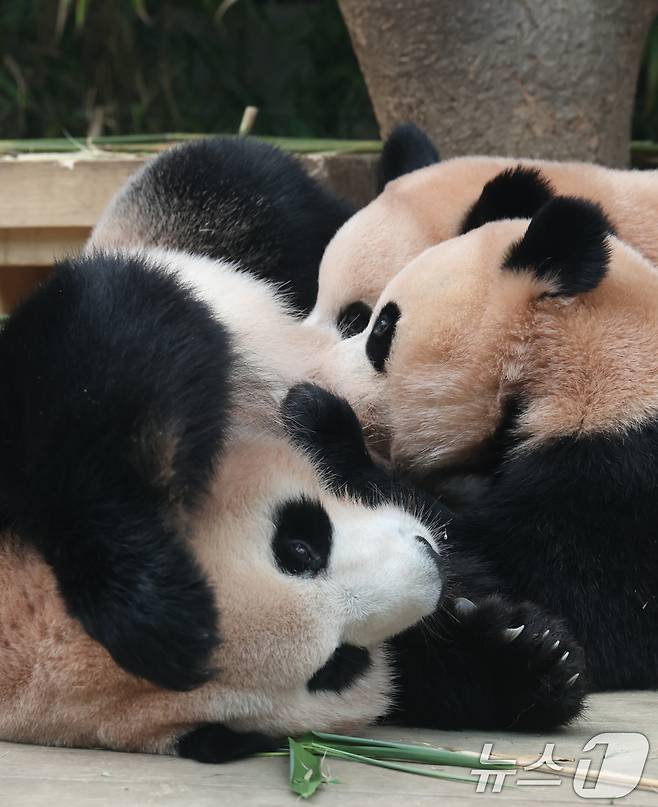 국내 최초 쌍둥이로 태어난 판다 자매 루이바오, 후이바오가 엄마와 함께 있는 모습이 일반에 마지막으로 공개된 12일 경기 용인시 처인구 에버랜드 판다월드에서 엄마 아이바오가 루이바오·후이바오에게 젖을 물리고 있다. 2025.8.12/뉴스1 ⓒ News1 김영운 기자