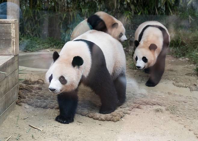 “이제 , 엄마 좀 그만 따라댕겨~” 홀로서기를 위해 13일부터 엄마를 못 보게 되는 루이-후이바오 쌍둥이 판다