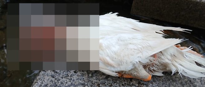 경기도 안양시 삼성천의 오리 가족 중 이순이가 누군가의 학대로 사망한 사실이 알려졌다. 유튜브 오리 엄마 캡처