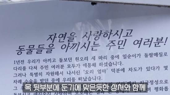 유튜버 ‘오리 엄마’를 운영하는 A씨는 16일 새벽 흰오리 ‘이순이’가 학대를 당해 숨진 것을 발견했다. (출처=유튜브 ‘오리 엄마’ 갈무리)