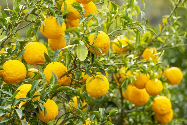 레몬보다 비타민C가 풍부한 유자. 이미지투데이