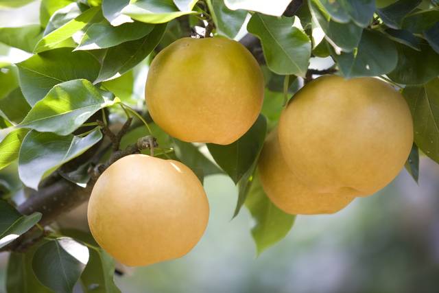 배에는 식이섬유가 풍부하다. 이미지투데이