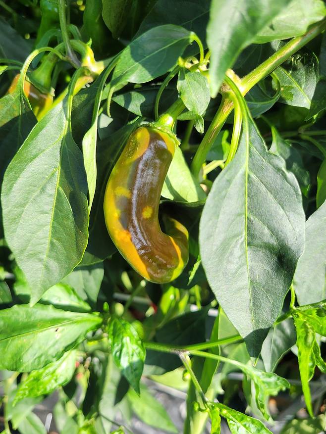노린제 피해를 입은 고추(미숙과) 모습,/경북도 제공