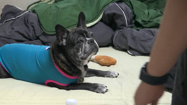 ‘개와 늑대의 시간’ (제공: 채널A)